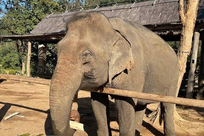 Laos Elephant Sanctuary keeper+ Kuangsi waterfall +Hmong village - Elephant breakfast and river-side bathing: what you can and can’t do