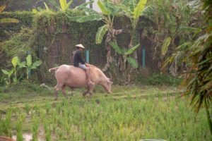 Living Land Rice Farming Experience - Living Land Farm: What You’ll Do (and Why It Matters)