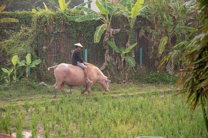 Living Land Rice Farming Experience - Living Land Farm: What You’ll Do (and Why It Matters)